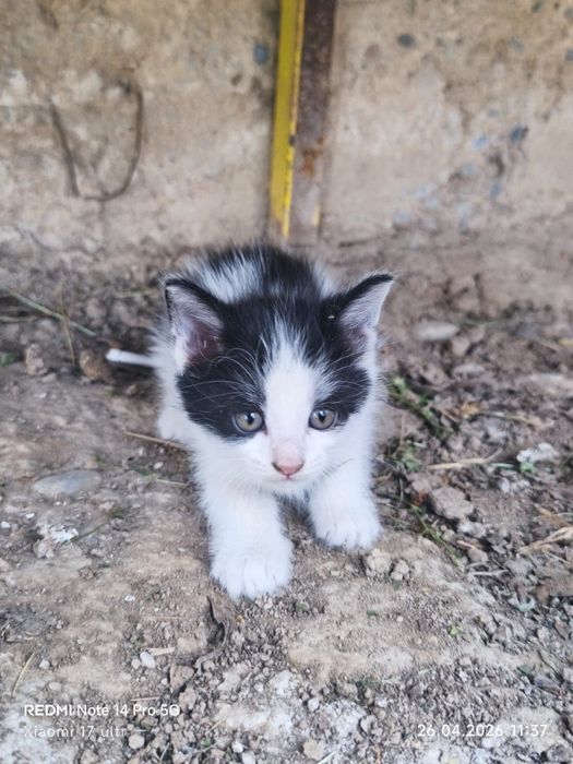 Отдам 4 котят в добрые руки