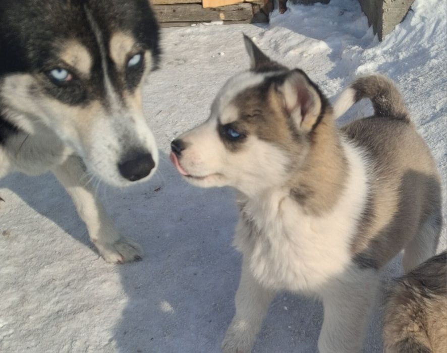 Продам щенков Хаски