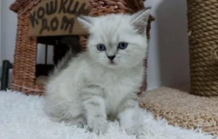 Продам породистого котенка!!!