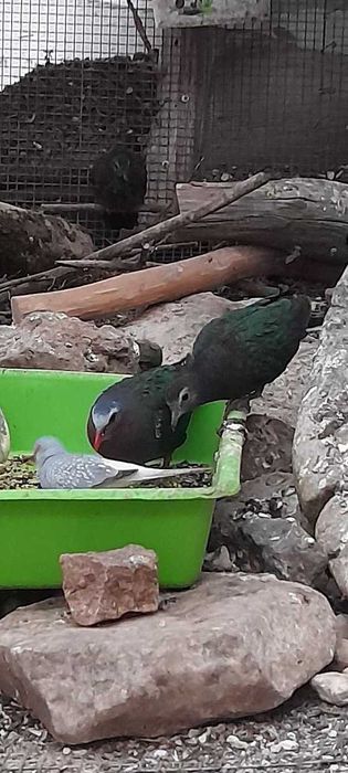 Продавам зеленокрили гугутки