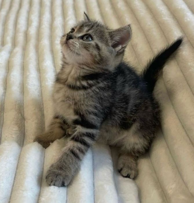 American shorthair
