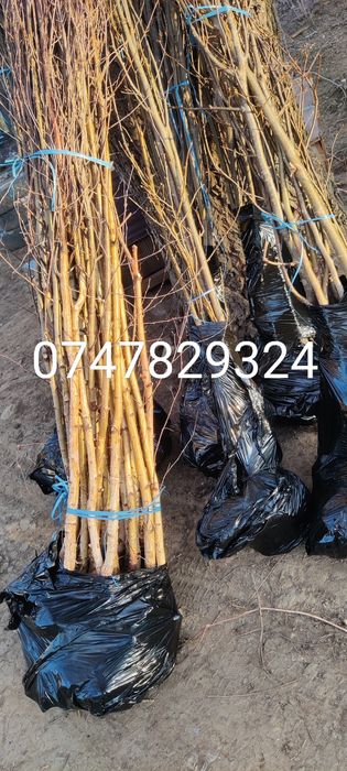 Puieți de mesteacăn