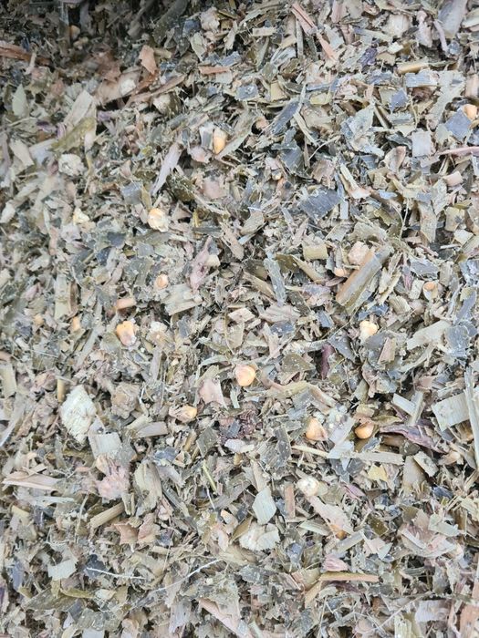 Царевичен силаж 2025