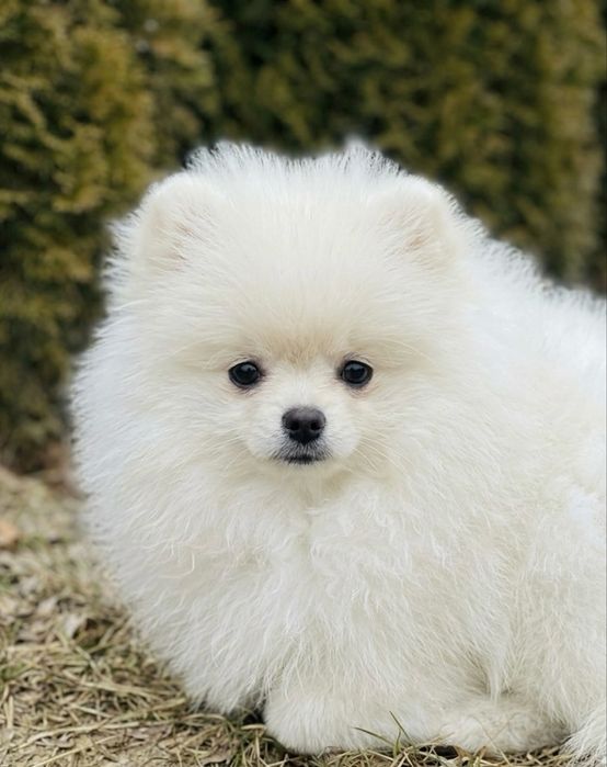Pomeranian alb mini