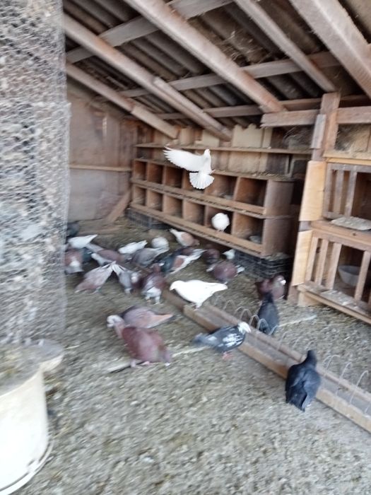 Vând porumbei de frumusete