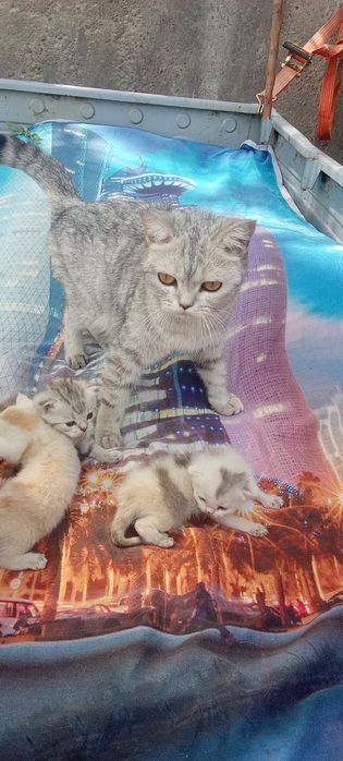 Котята  шотландские страйты