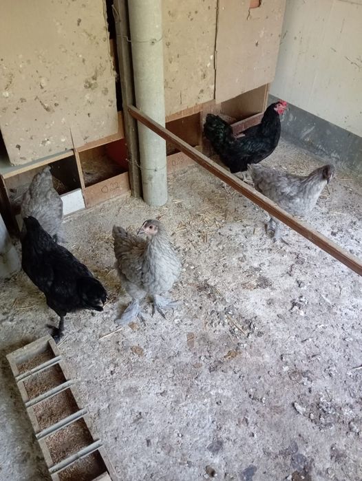 Продам молодых кур