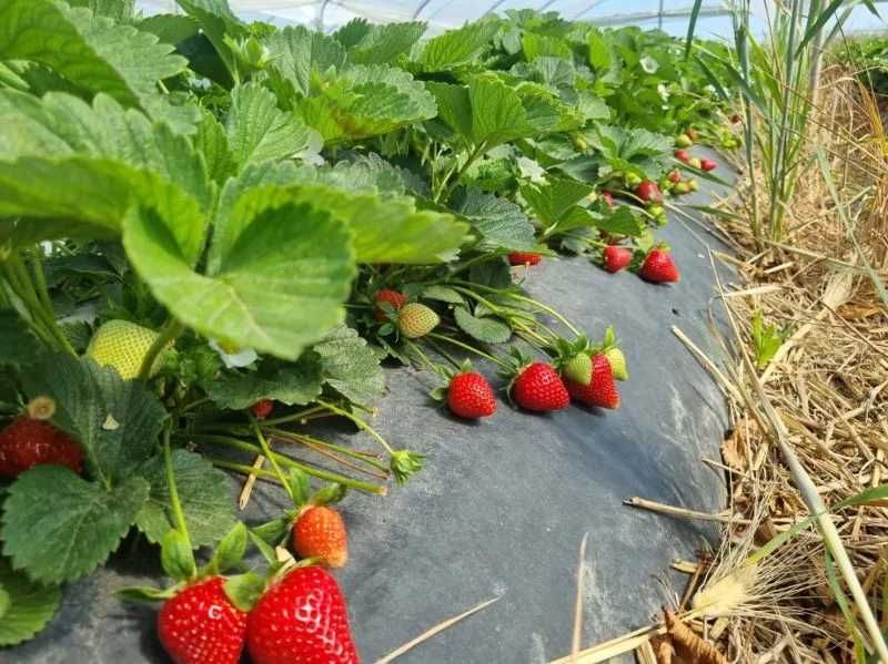 Продавам разсад корени целогодишни ягоди сорт Рио