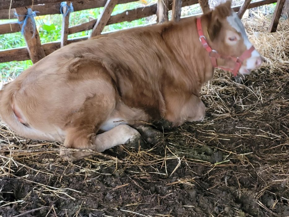 2   vitele superbe   de   6 luni  !!