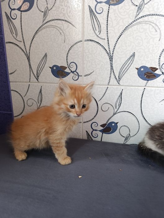 Котята домашние бесплатно