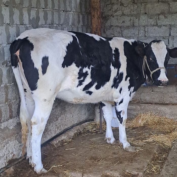 Корова. Продам срочно!