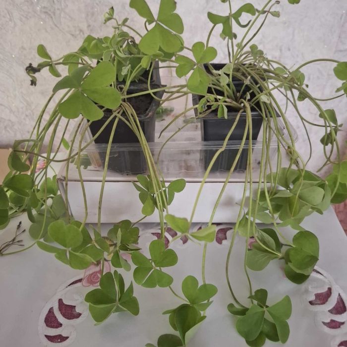 Детелина бяла и розова