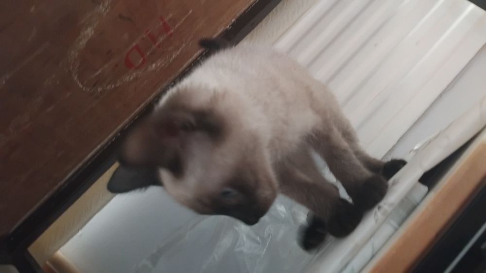 Мысық сатылады өте сұйкімді