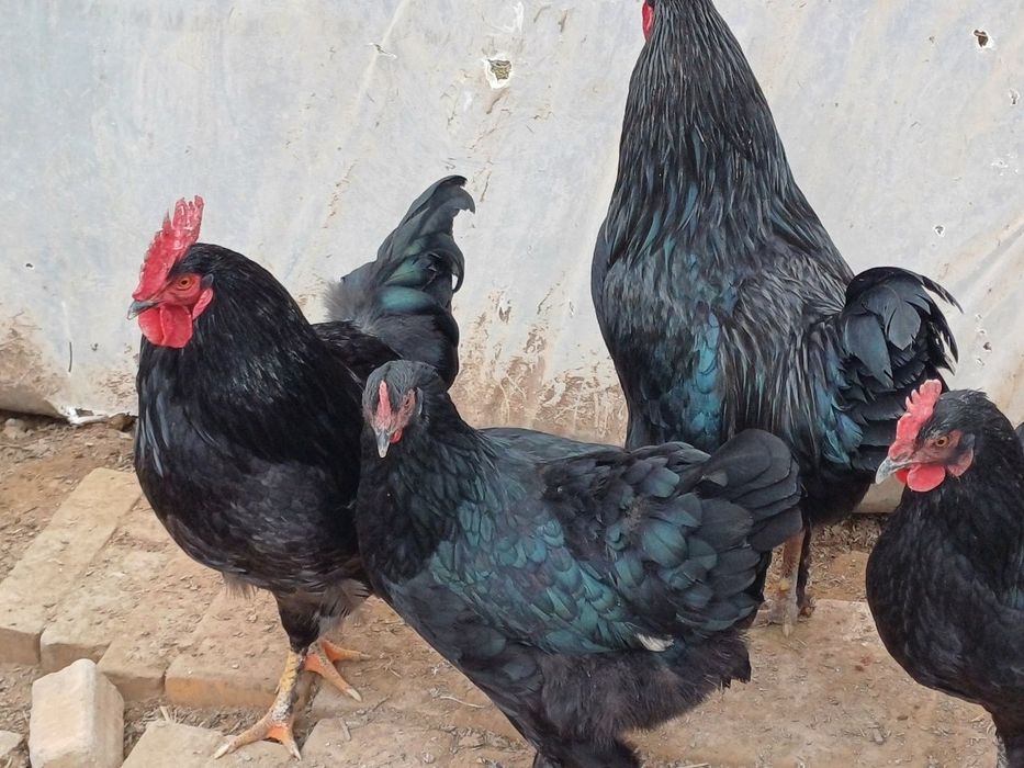 Қора шаҳзода тухуми ва хўрозлари сотилади