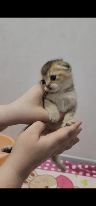 Зоттор чиройли мушукчалар