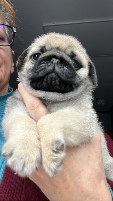 Fetita mops/ pug cu pedigree FCI
