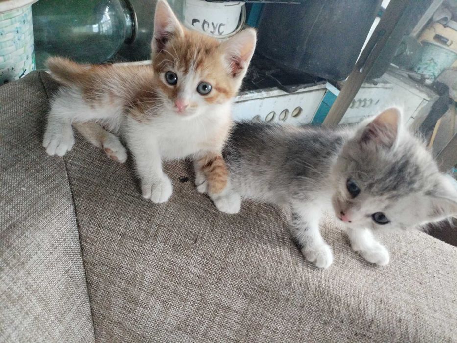 Отдам котят мама Крысолов
