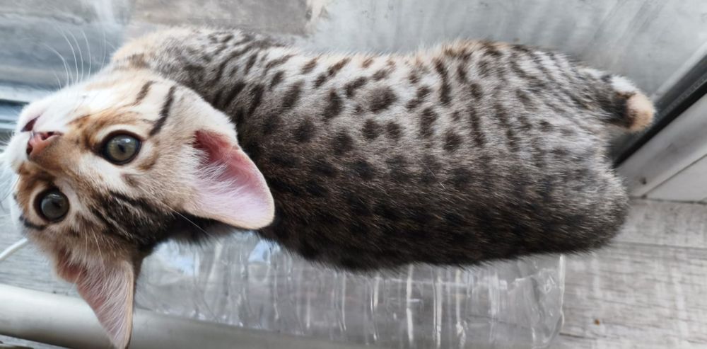 Бенгальские котята