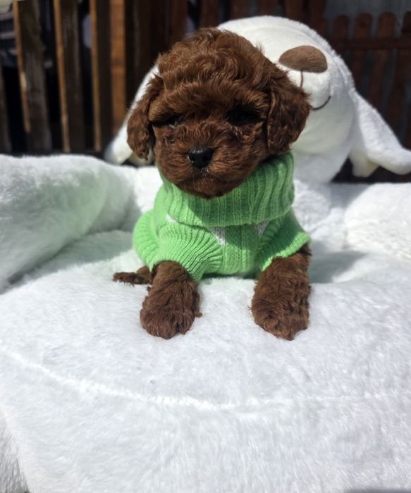 Запазена ! Мини пудел момиче с родословие над пет поколения