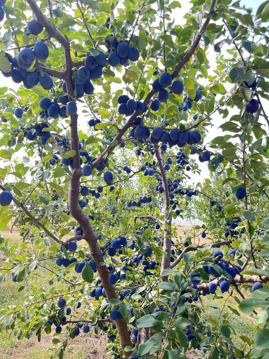 PRUNE Stanley + alte soiuri