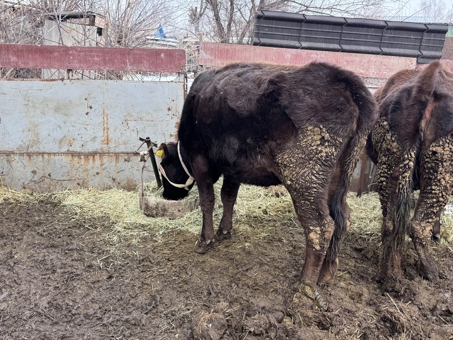 Семіз сиыр сатылады