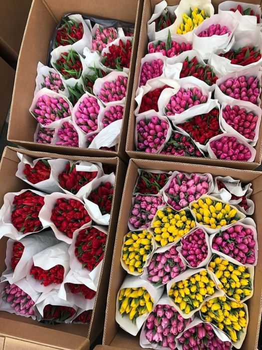 Тюльпаны   оптом