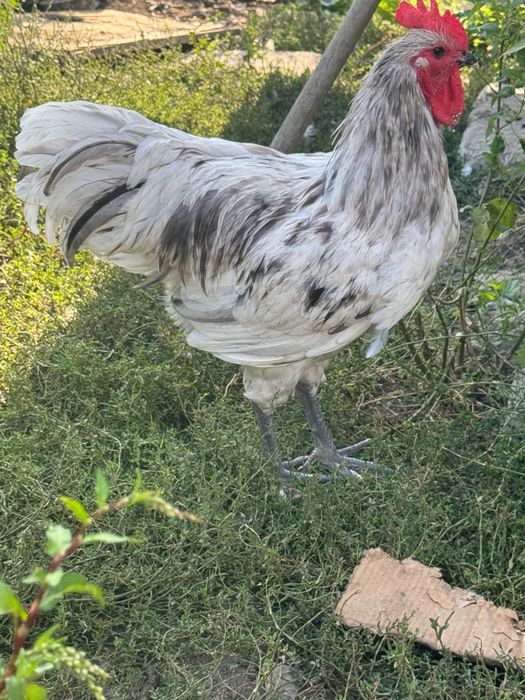 Cocos de vânzare 2026