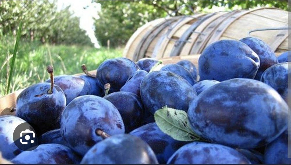 Prune de vanzare