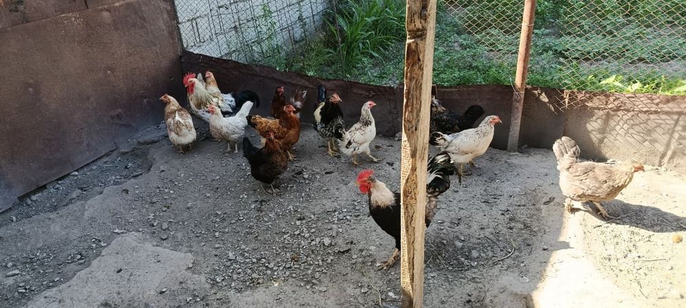 Простой тауыктар
