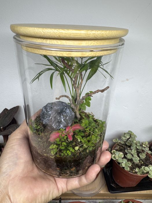 Поодам флорариум со мхом!!!