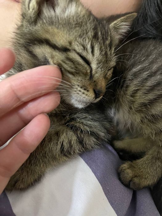 Котенок, 2-3месяца