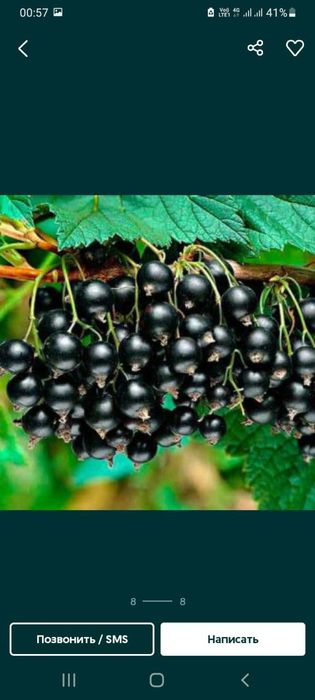 Саженцы плодовые