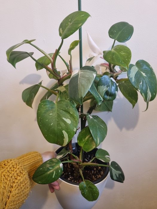 Philodendron white princess