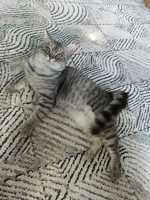 Продаётся кот. Цена договорная.