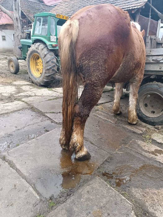 Cal de vanzare de 3 ani