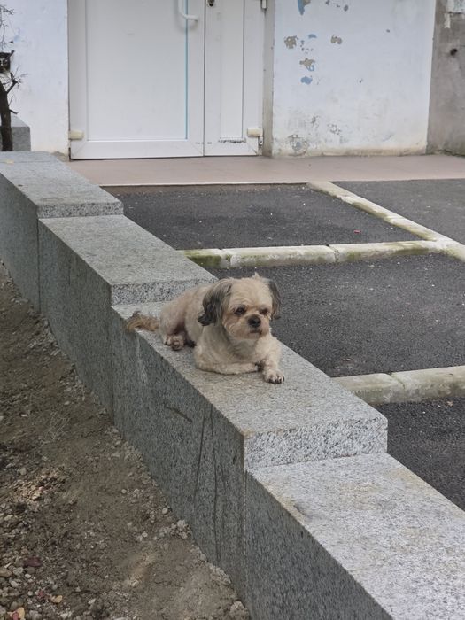 Donez cățel bichon talie mică
