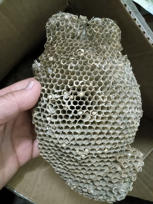 Ара уясы осиное гнездо