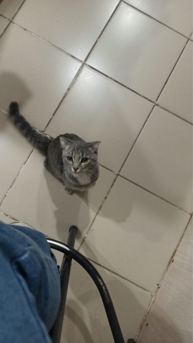 Кошка в добрые руки