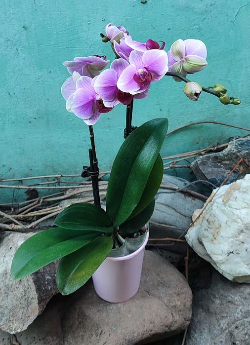 Орхидеи в наличии свежие