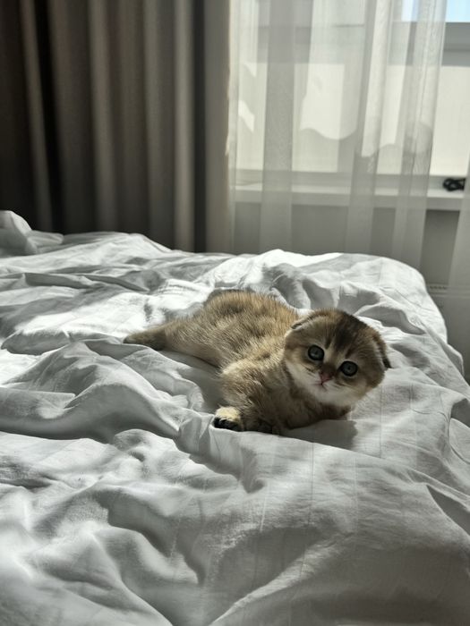 Животные котенок