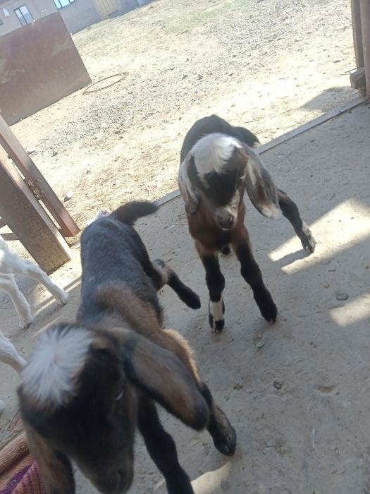 Срочно сатылады.