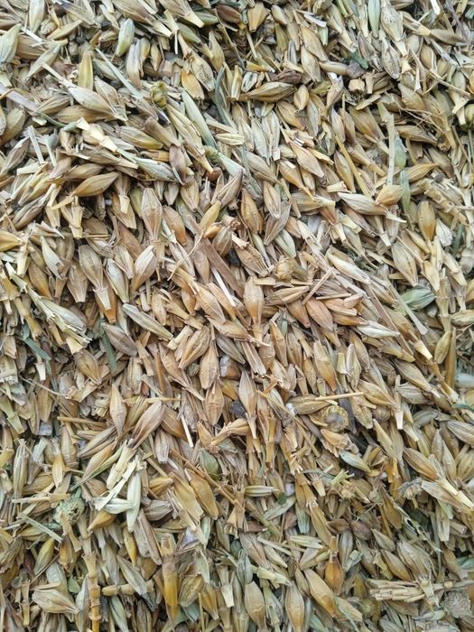 продам ячменные отходы