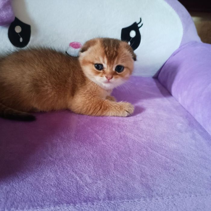 Продается золотая шиншила