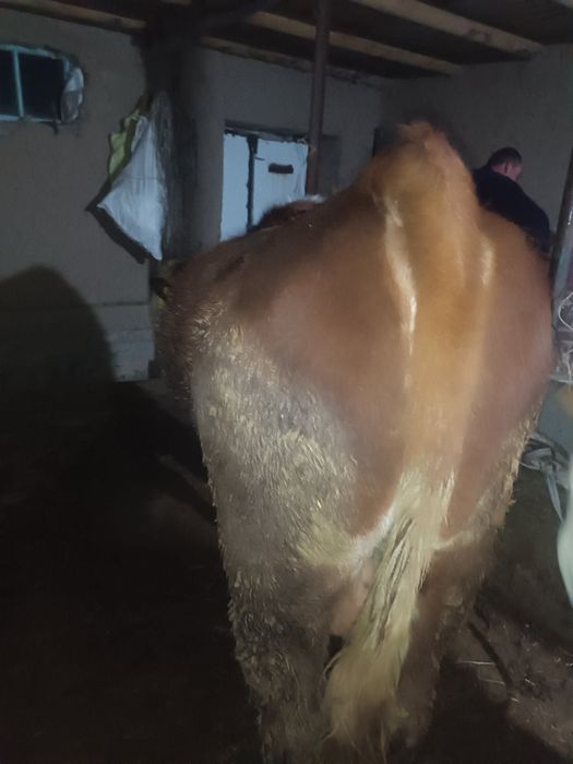 Сотиладиган буқалар