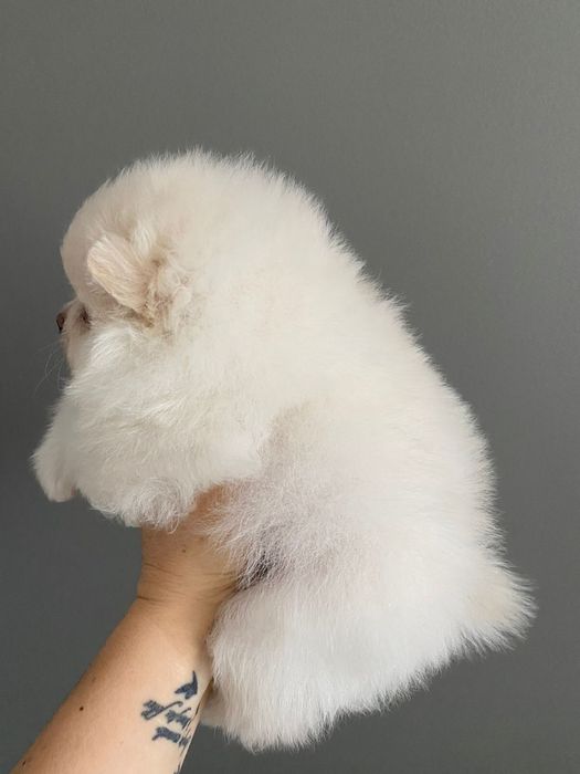 Продам щенков померанского шпица