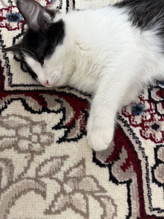 Отдам котёнка в хорошие руки