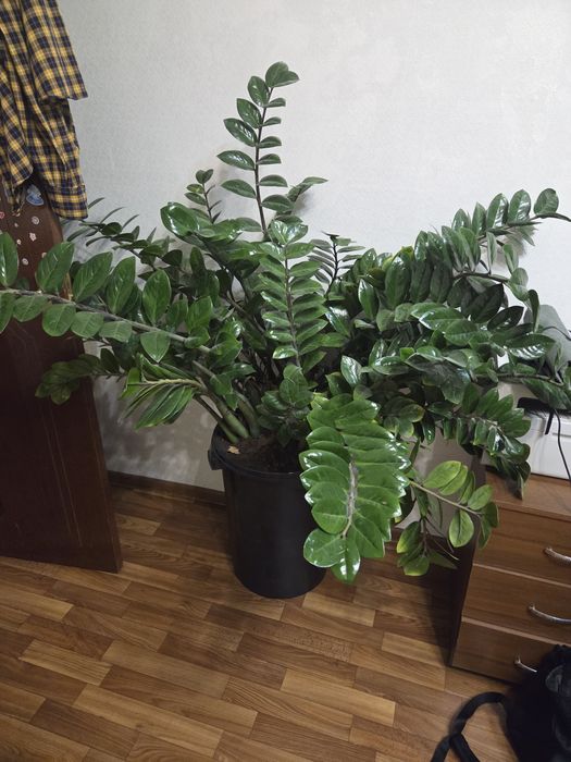 Продам Долларовое дерево