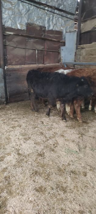 Продам бычка гелефорд и телочки