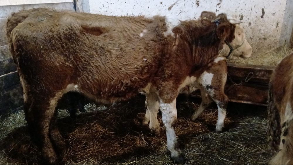 Vand  juninica baltata