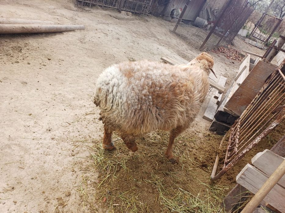 Семіз қошқар сатылады